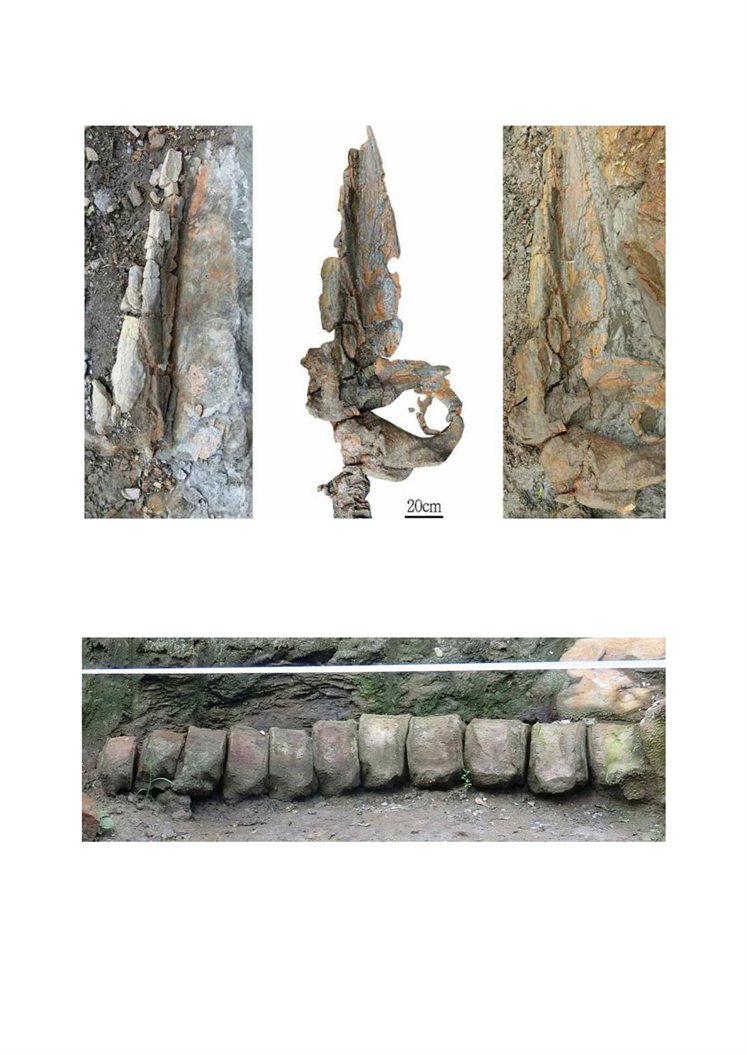 中新世鲸鱼化石在朝鲜出土_01.png