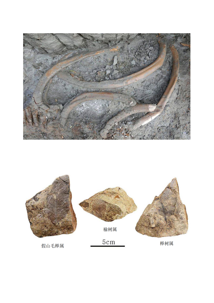 中新世鲸鱼化石在朝鲜出土_02.png