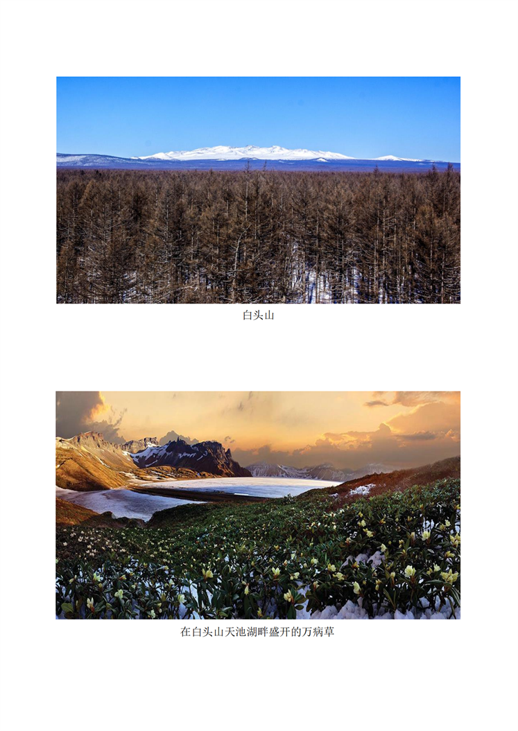 白头山的万病草_01.png