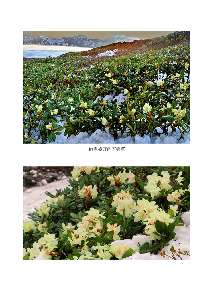 白头山的万病草_02.png