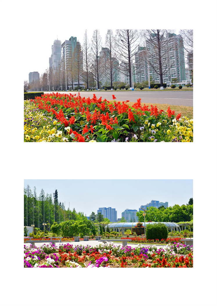 화초들로 단장된 평양의 거리들 - 조문_02.jpg
