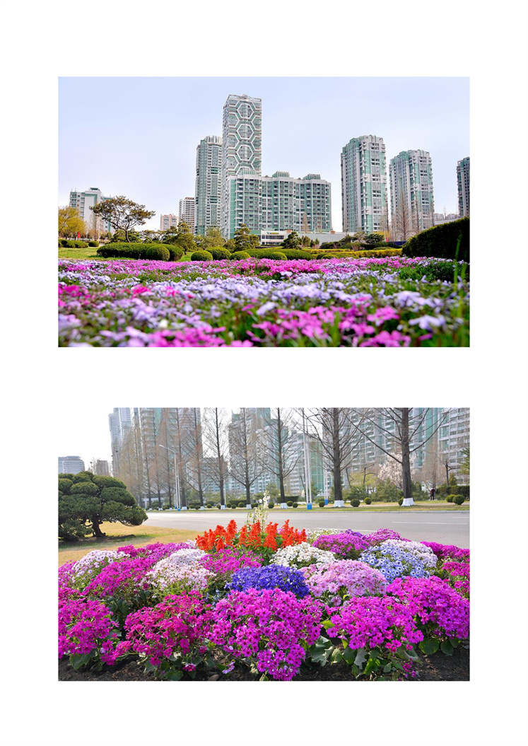 花园里的平壤_01.jpg
